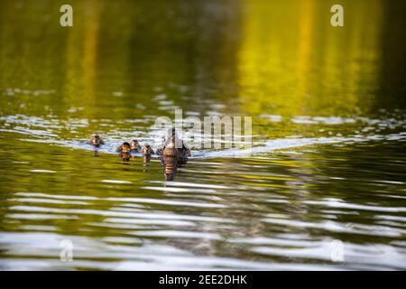 Eine weibliche Stockente schwimmt mit ihren Entchen. Constitution Gardens ist ein Park in Washington, D.C., USA, innerhalb der Grenzen des Th Stockfoto