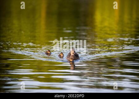 Eine weibliche Stockente schwimmt mit ihren Entchen. Constitution Gardens ist ein Park in Washington, D.C., USA, innerhalb der Grenzen des Th Stockfoto