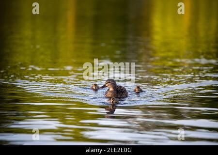 Eine weibliche Stockente schwimmt mit ihren Entchen. Constitution Gardens ist ein Park in Washington, D.C., USA, innerhalb der Grenzen des Th Stockfoto