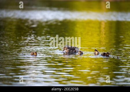 Eine weibliche Stockente schwimmt mit ihren Entchen. Constitution Gardens ist ein Park in Washington, D.C., USA, innerhalb der Grenzen des Th Stockfoto