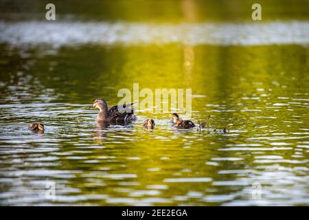 Eine weibliche Stockente schwimmt mit ihren Entchen. Constitution Gardens ist ein Park in Washington, D.C., USA, innerhalb der Grenzen des Th Stockfoto