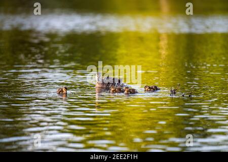 Eine weibliche Stockente schwimmt mit ihren Entchen. Constitution Gardens ist ein Park in Washington, D.C., USA, innerhalb der Grenzen des Th Stockfoto