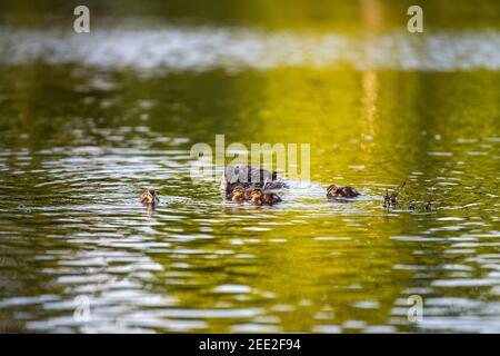 Eine weibliche Stockente schwimmt mit ihren Entchen. Constitution Gardens ist ein Park in Washington, D.C., USA, innerhalb der Grenzen des Th Stockfoto