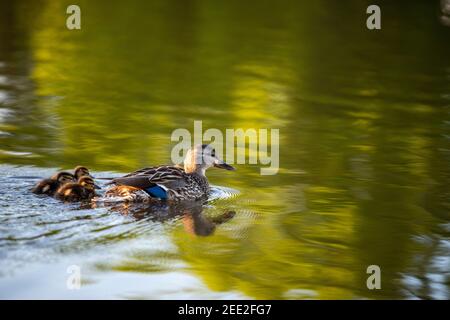 Eine weibliche Stockente schwimmt mit ihren Entchen. Constitution Gardens ist ein Park in Washington, D.C., USA, innerhalb der Grenzen des Th Stockfoto