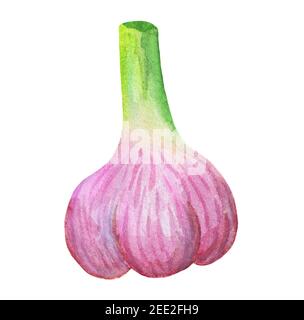 Schöne Knoblauchzwiebel isoliert auf weißem Hintergrund Stockfoto