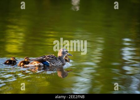 Eine weibliche Stockente schwimmt mit ihren Entchen. Constitution Gardens ist ein Park in Washington, D.C., USA, innerhalb der Grenzen des Th Stockfoto