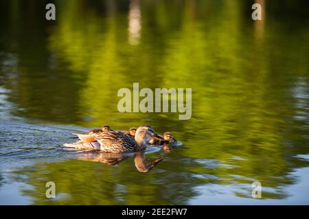 Eine weibliche Stockente schwimmt mit ihren Entchen. Constitution Gardens ist ein Park in Washington, D.C., USA, innerhalb der Grenzen des Th Stockfoto