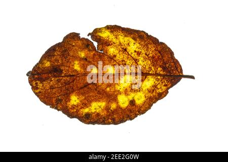 Teilweise verfallene Buchenblätter auf weißem Hintergrund Stockfoto