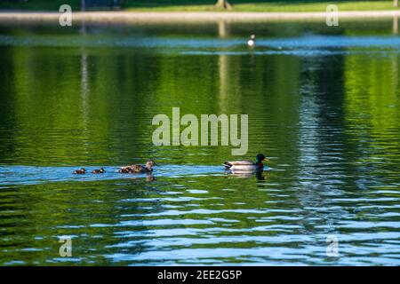 Eine Familie von Stockenten, darunter junge Enten, schwimmt in einem Teich in Constitution Gardens, einem Park in Washington, D.C.. Die 50-acre pa Stockfoto