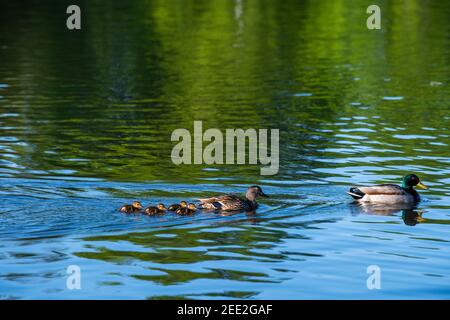 Eine Familie von Stockenten, darunter junge Enten, schwimmt in einem Teich in Constitution Gardens, einem Park in Washington, D.C.. Die 50-acre pa Stockfoto