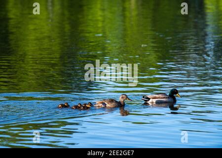 Eine Familie von Stockenten, darunter junge Enten, schwimmt in einem Teich in Constitution Gardens, einem Park in Washington, D.C.. Die 50-acre pa Stockfoto