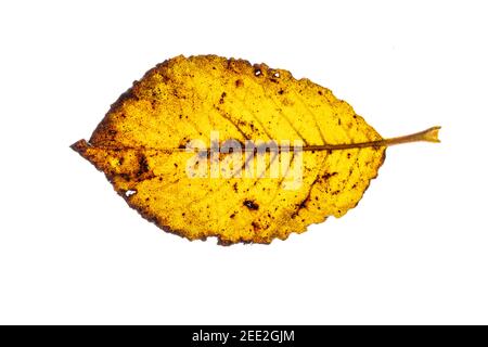 Teilweise verfallene Buchenblätter auf weißem Hintergrund Stockfoto