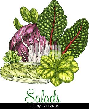 Salat Salate Vektor Poster Skizze von Blattgemüse Maissalat oder Zichorie und Oakleaf Salat, Brunnenkresse und pak Choi oder gotukola und Collard. Ve Stock Vektor