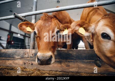 Milchviehindustrie. Rote Jersey Kühe stehen im Stall und fressen Heu. Stockfoto