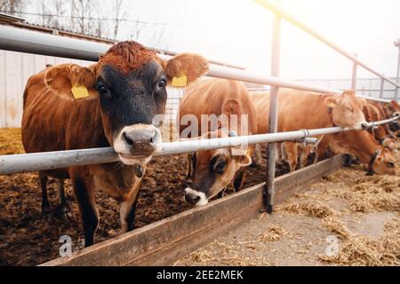 Milchviehindustrie. Rote Jersey Kühe stehen im Stall und fressen Heu. Stockfoto