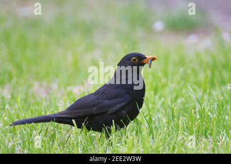 Schwarzvogel (Turdus merula) Männchen, das auf einer Kirchyard-Wiese mit einer Lederjacke (Tipula sp.) im Schnabel Futter, Lacock, Wiltshire, UK, Mai. Stockfoto