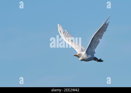 Kuhreiher (Bubulcus ibis) fliegen über uns, Somerset Levels, Großbritannien, September. Stockfoto