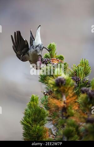 Clarks Nussknacker, Nucifraga columbiana, Gathering Whitebark Pine, Pinus albicaulis, Samen aus Zapfen im Banff National Park, Alberta, Kanada Stockfoto