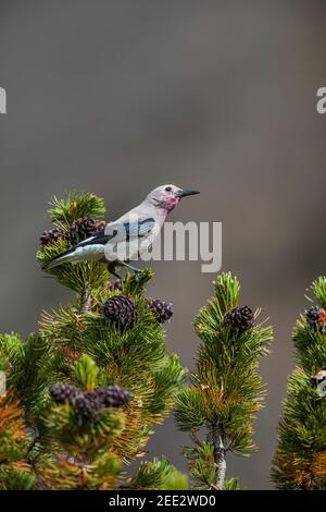 Clarks Nussknacker, Nucifraga columbiana, Gathering Whitebark Pine, Pinus albicaulis, Samen aus Zapfen im Banff National Park, Alberta, Kanada Stockfoto