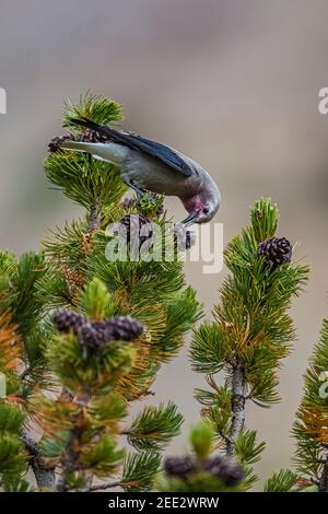 Clarks Nussknacker, Nucifraga columbiana, Gathering Whitebark Pine, Pinus albicaulis, Samen aus Zapfen im Banff National Park, Alberta, Kanada Stockfoto