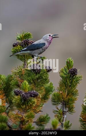 Clarks Nussknacker, Nucifraga columbiana, Gathering Whitebark Pine, Pinus albicaulis, Samen aus Zapfen im Banff National Park, Alberta, Kanada Stockfoto