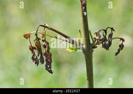 Eschenbaum (Fraxinus excelsior), der an der Aschenklotz-Krankheit (Hymenoscypus fraxineus) stirbt, wenn seine Blätter verwelken, Wiltshire, Großbritannien, Mai. Stockfoto