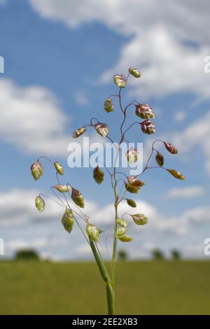 Quakendes Gras (Briza media) blüht auf einem Kalkgrashang, Great Cheverell Hill, Salisbury Plain, Wiltshire, Großbritannien, Mai. Stockfoto