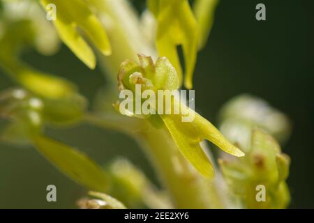 Gewöhnliche zweiblättrige Blüten (Neottia ovata) aus der Nähe, Kreide Grasland Hang, Bath und Northeast Somerset, Mai, Großbritannien Stockfoto