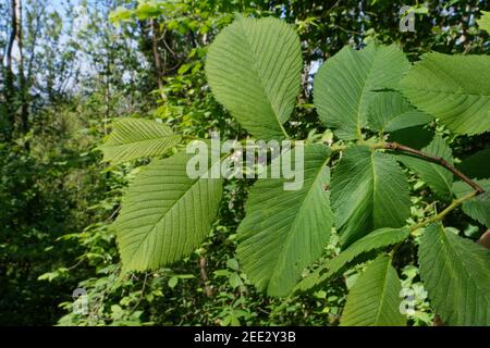 Wych Ulme (Ulmus glabra) Neu eröffnete Blätter auf einem Waldrücken, Wiltshire, Großbritannien, Mai. Stockfoto