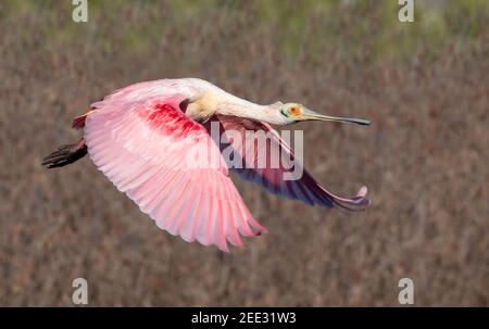 Roseatspoonbill (Platalea ajaja) fliegend, Galveston, Texas, USA. Stockfoto