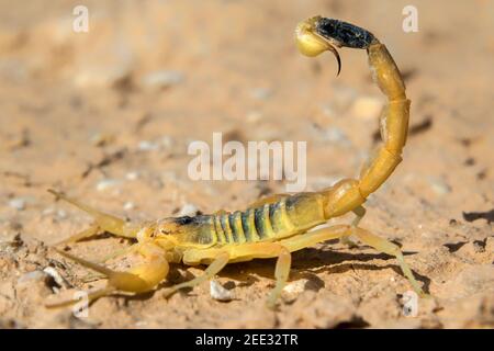 Deathstalker scorpion, Israelischen oder Leiurus quinquestriatus Scorpion (gelb) in die defensive Haltung, die Wüste Negev, Israel. Stockfoto