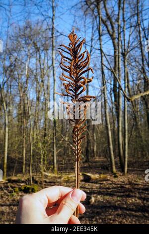 Trockenes braunes Farnblatt in weiblicher Hand am sonnigen Frühlingstag vor verschwommenem Hintergrund von Wald und blauem Himmel. Selektiver Fokus, vertikale Ansicht Stockfoto