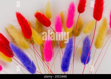 Ein mehrfarbiger trockener Zweig Stachelett in einem Bouquet auf einem Weißer Hintergrund Stockfoto