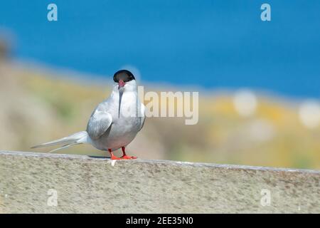 Arctic Tern (sterna paradisea) Isle of May, Fife, Schottland, Großbritannien Stockfoto