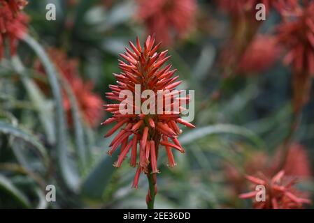 Schöne saftige Aloe Pflanze und rote Blumen. Rote Aloe Vera Blume nach Regen mit Wassertröpfchen Stockfoto