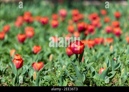 Lichtung von Tulpen Blumen mit offenen Knospen. Blumenausstellung im Frühling. Romantischer Hintergrund. Rote Lichtung der Tulpe in der Sommerwiese für ein romantisches d Stockfoto