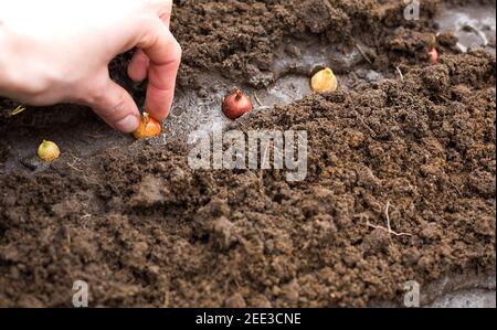 Die Hand pflanzt die Zwiebeln im Boden im Garten.Frühling, Gartenpflanzen, Arbeiten auf einem Grundstück, Landschaftsbau, Gartenarbeit, Blumen wachsen, f Stockfoto