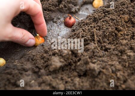 Die Hand pflanzt die Zwiebeln im Boden im Garten.Frühling, Gartenpflanzen, Arbeiten auf einem Grundstück, Landschaftsbau, Gartenarbeit, Blumen wachsen, f Stockfoto