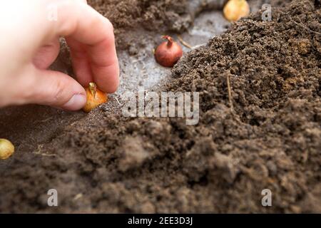 Die Hand pflanzt die Zwiebeln im Boden im Garten.Frühling, Gartenpflanzen, Arbeiten auf einem Grundstück, Landschaftsbau, Gartenarbeit, Blumen wachsen, f Stockfoto