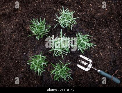 Geschossen von oben Gartenhintergrund zeigt neu gepflanzte Lavendelpflanzen, umgeben von neu platzierten Kompost in einem Garten oder Zuteilung Stockfoto