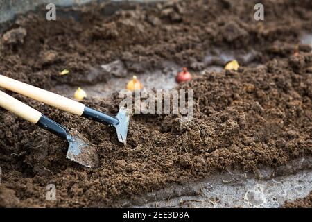 Rechen und eine Schaufel werden aus dem Garten in den Boden eingeführt, die Zwiebelaussaat wird gepflanzt. Frühling, Arbeiten auf einem Grundstück von Land, Landschaftsbau, Garde Stockfoto