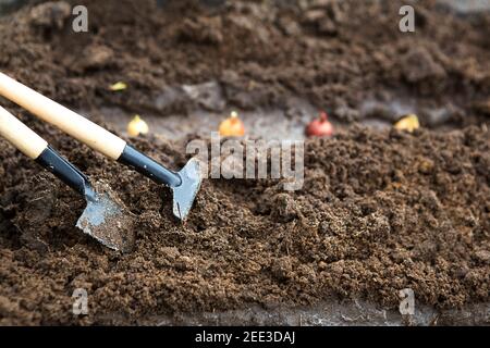 Rechen und eine Schaufel werden aus dem Garten in den Boden eingeführt, die Zwiebelaussaat wird gepflanzt. Frühling, Arbeiten auf einem Grundstück von Land, Landschaftsbau, Garde Stockfoto