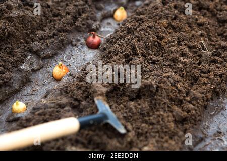 Rechen und eine Schaufel werden aus dem Garten in den Boden eingeführt, die Zwiebelaussaat wird gepflanzt. Frühling, Arbeiten auf einem Grundstück von Land, Landschaftsbau, Garde Stockfoto