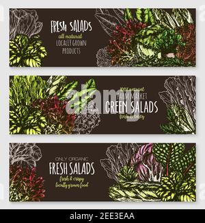 Frische grüne Salate Vektor Banner Set. Skizze Salat Design von Bio-Gemüse Chicorée und Oakleaf Salate, vegetarische Rucola oder Brunnenkresse und pa Stock Vektor