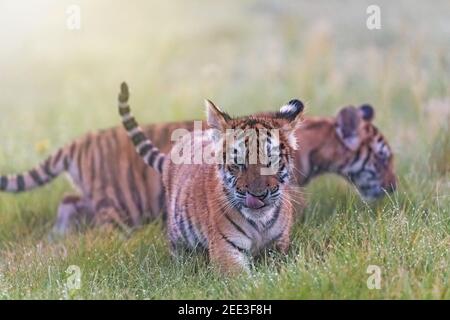 Zwei bengalische Tigerjungen, die auf der Morgenwiese spazieren. Horizontal. Stockfoto