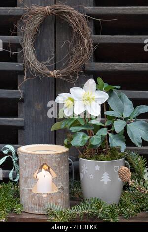 helleborus niger in Tasse und Holzlaterne als weihnachtsdekoration Stockfoto