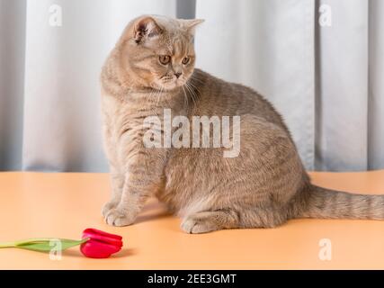 Eine Britische Kurzhaarkatze sitzt neben einer roten Tulpe Blume und schaut weg Stockfoto