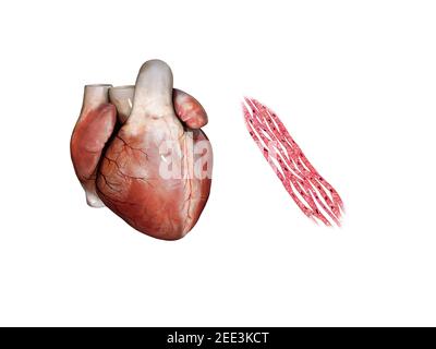 3D Illustration Anatomie des menschlichen Herzens, Herzmuskel, isoliert auf weiß, 3D Rendering Stockfoto