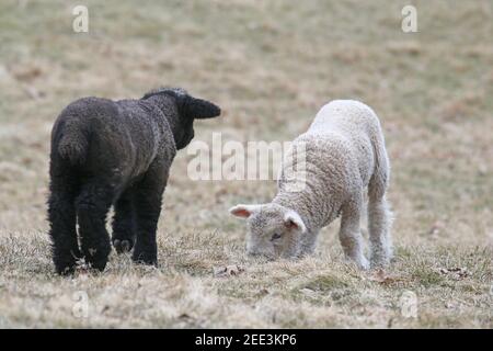 Ein Paar Lämmer grasen auf einer Weide im Frühjahr. Einer ist schwarz und einer ist weiß. Stockfoto