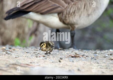 Eine kleine flauschige braune und gelbe Stockente, die alleine läuft Am Rande eines Teiches im Frühling Stockfoto